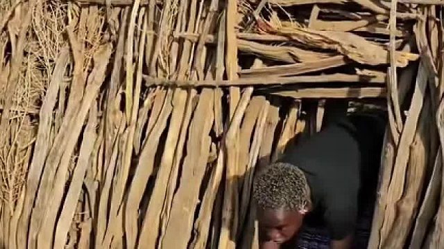 低成本防狮妙招，非洲古老荆棘防护门
