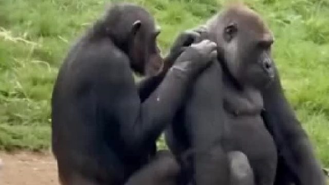 动物管理员伪装打入内部。