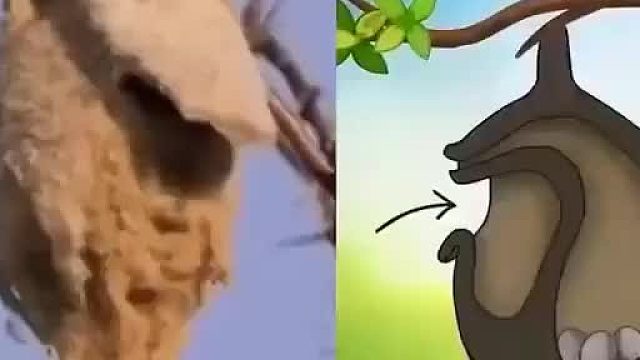 鸟的智慧可不低呀，这房子设计的太有创意