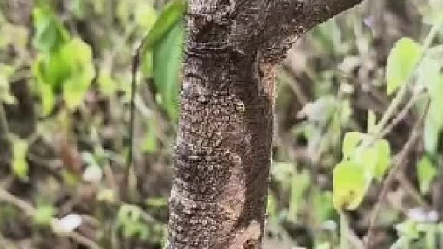 第一眼：树皮韧性真好。看到最后：虫子硬抗三刀没吭声。