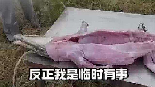 女生生日男生订烤鳄鱼 师傅料理好后女生却要退定金 师傅表示退款原路返回女生又变卦