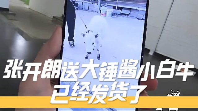 张开朗送大锤酱小白牛，已经发货了