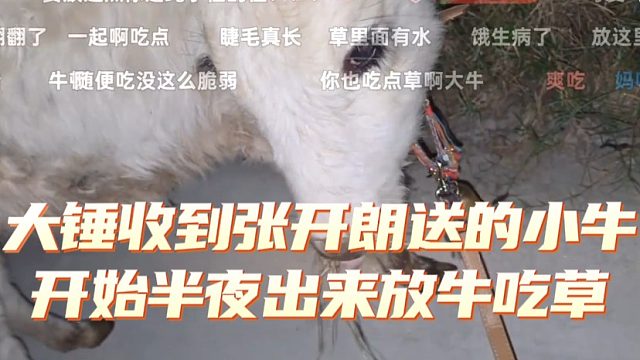 大锤收到张开朗送的小牛，开始半夜出来放牛吃草