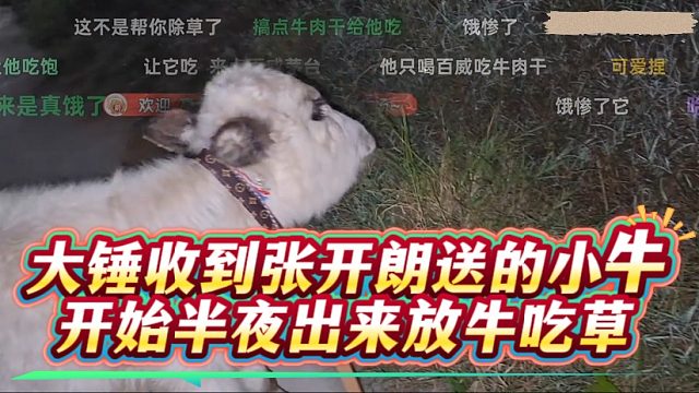 大锤收到张开朗送的小牛，开始半夜出来放牛吃草