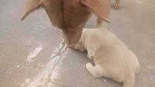 嘤嘤怪
