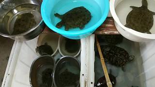 乌龟甲鱼