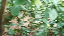 红心柚