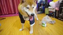 【视角姬】给柴犬DIO换新衣服咯！