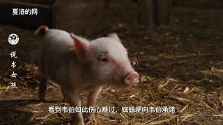 4次奇迹改变一头猪的命运，从此再没人想吃它的肉