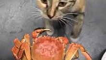 猫吃螃蟹