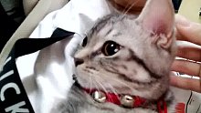 小白泽～
