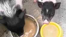 小猪吃食