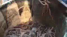 鲜活大长腿