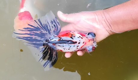 二龄大规格五花蝶尾