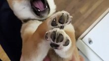 【柴犬JOJO】如何颠覆一条狗的世界观