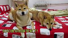 【柴犬夫妻】柴犬霸占主人的床被逮到，有一只居然还理直气壮！