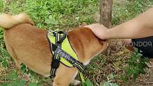 【柴犬夫妻】如何在路上偷（qiǎng）一只柴犬(娱乐向)