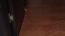猫主子成精啦