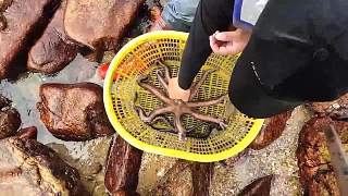 大八爪。章魚