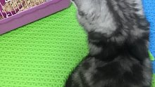 猫和老鼠