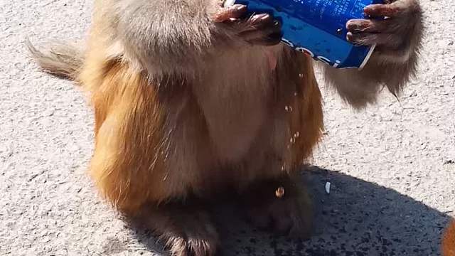 喝可乐的猴子