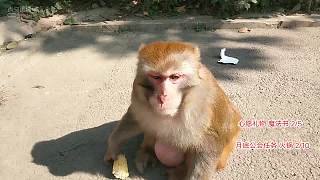 我滴個(gè)飄啊神 熊熊