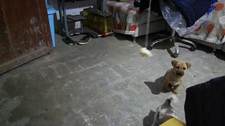 饅頭釣小狗狗