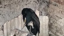 挠挠痒痒