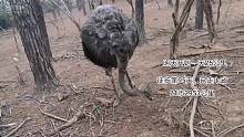 徒步第95天，喂鸵鸟和山鹿