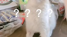 养猫如果不用来开蛋简直毫无意义