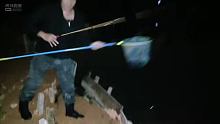北方的钓友想看的罗飞鱼