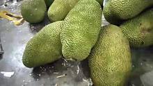 海南菠萝蜜