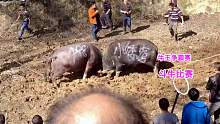 过年斗牛比赛