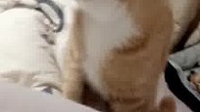 10多斤的猪