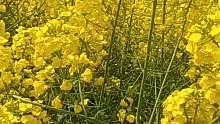 菜花开了