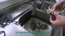 试吃阳澄湖大闸蟹，简单粗暴的做法，味道却不比厨师做得差