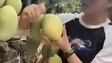 海南金煌芒果到货，品质非常给力，全部一级精品大果，甜度高达18.3℃，核薄肉厚......