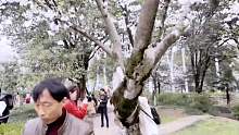 全程观看武大樱花