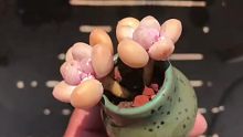 韩国极品奶酪老庄