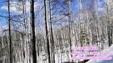 桦树林里的冰天雪地，