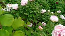 我家附近花园牡丹花开了