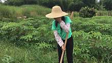 广西农村女孩地里挖藠头，这么好的藠头没人要，求各种藠头的做法