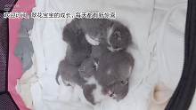 猫咪成长记的二十一天