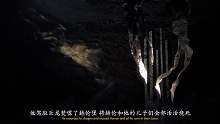 【权游科普】鱿鱼家简介