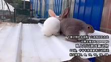 兔子群战