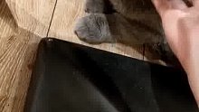 小坏蛋