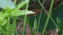 种植秋葵