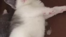 新来的小家伙