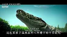 速看怪兽片《百万巨鳄》