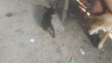 我靠  你是真能跑